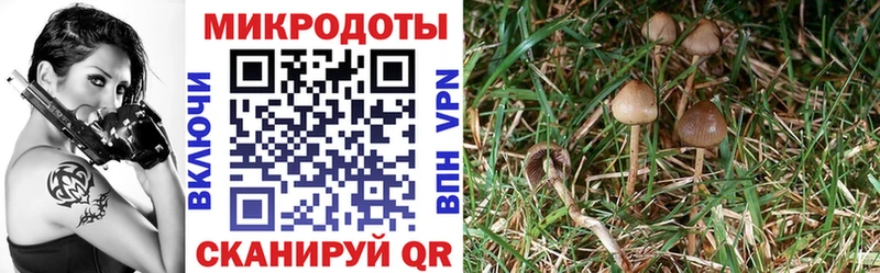 Псилоцибиновые грибы Magic Shrooms  гидра ССЫЛКА  Бакал 